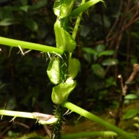 Girardinia diversifolia (Link) Friis
